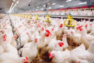 Types of Poultry Farm Housing Systems In Ghana
